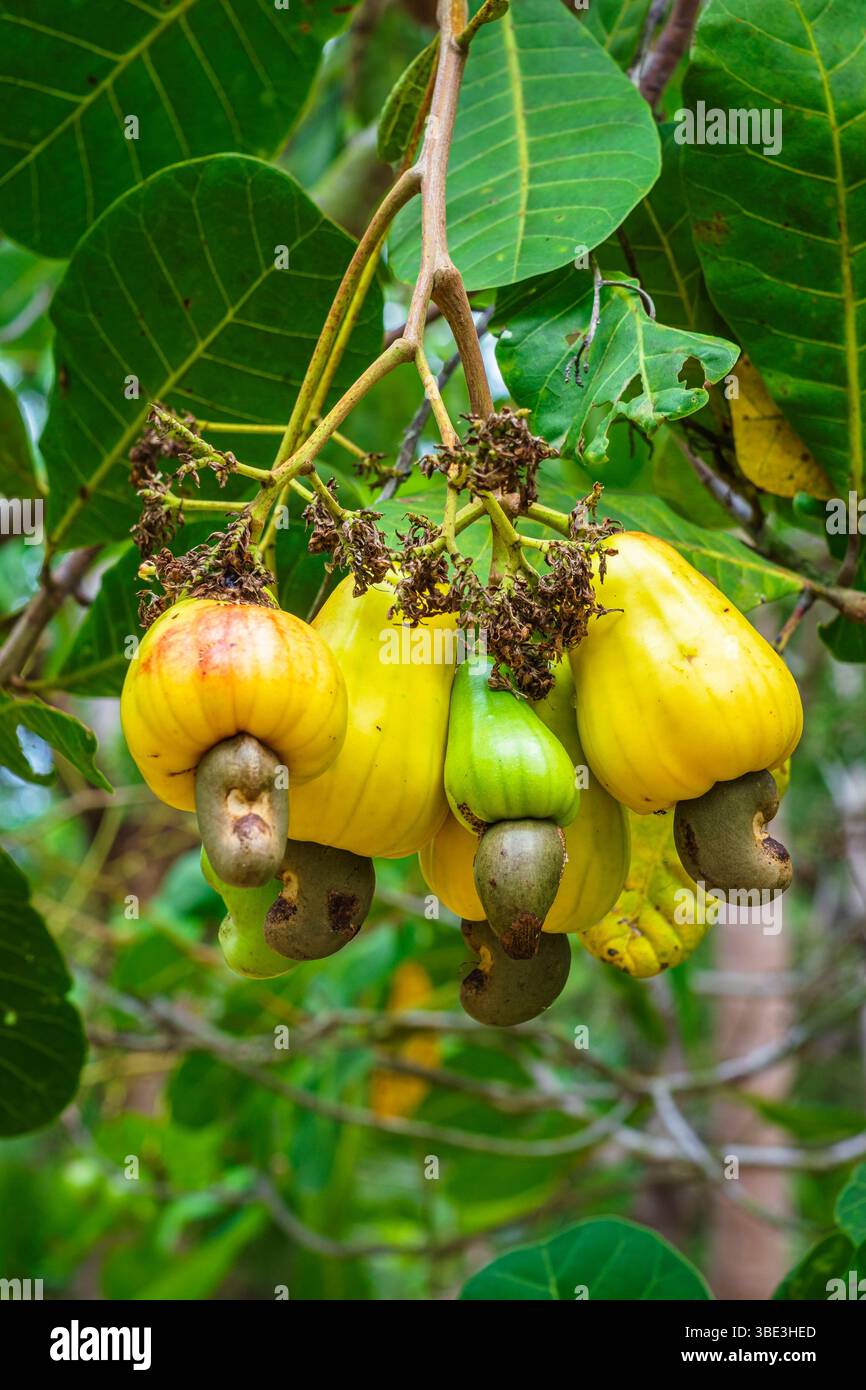 Thailand, Provinz Ranong, Insel Ko Chang (oder Little Ko Chang), Anbau von Cashewnüssen Stockfoto