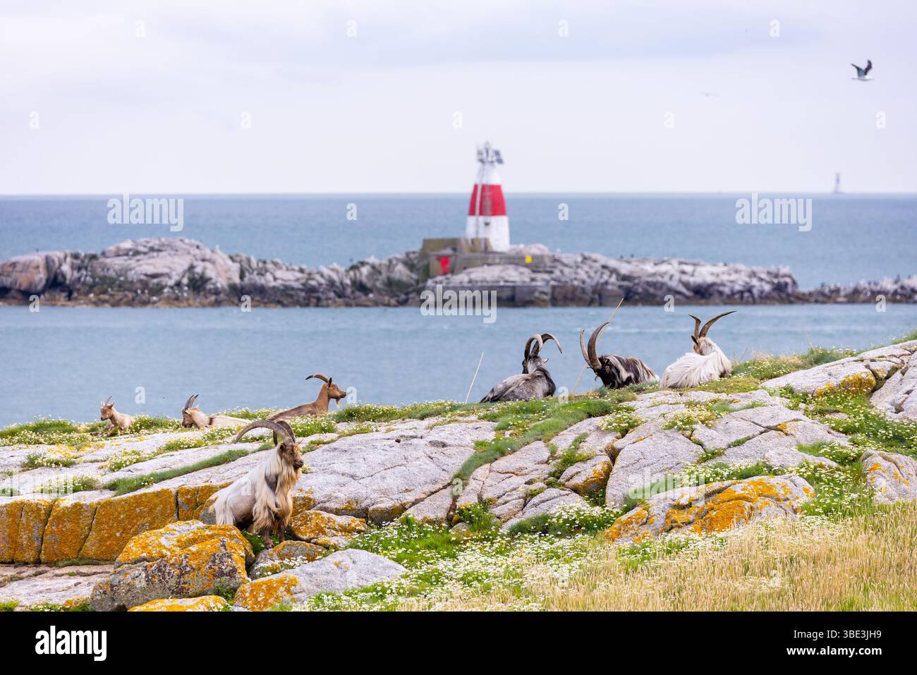 Wilde Ziegen ruhen auf „Dalkey Island“ vor dem Leuchtturm „Muglins“ aus. Herde von sieben Wildtieren „Capra aegagrus“ an der irischen Küste. Dublin, Irland Stockfoto