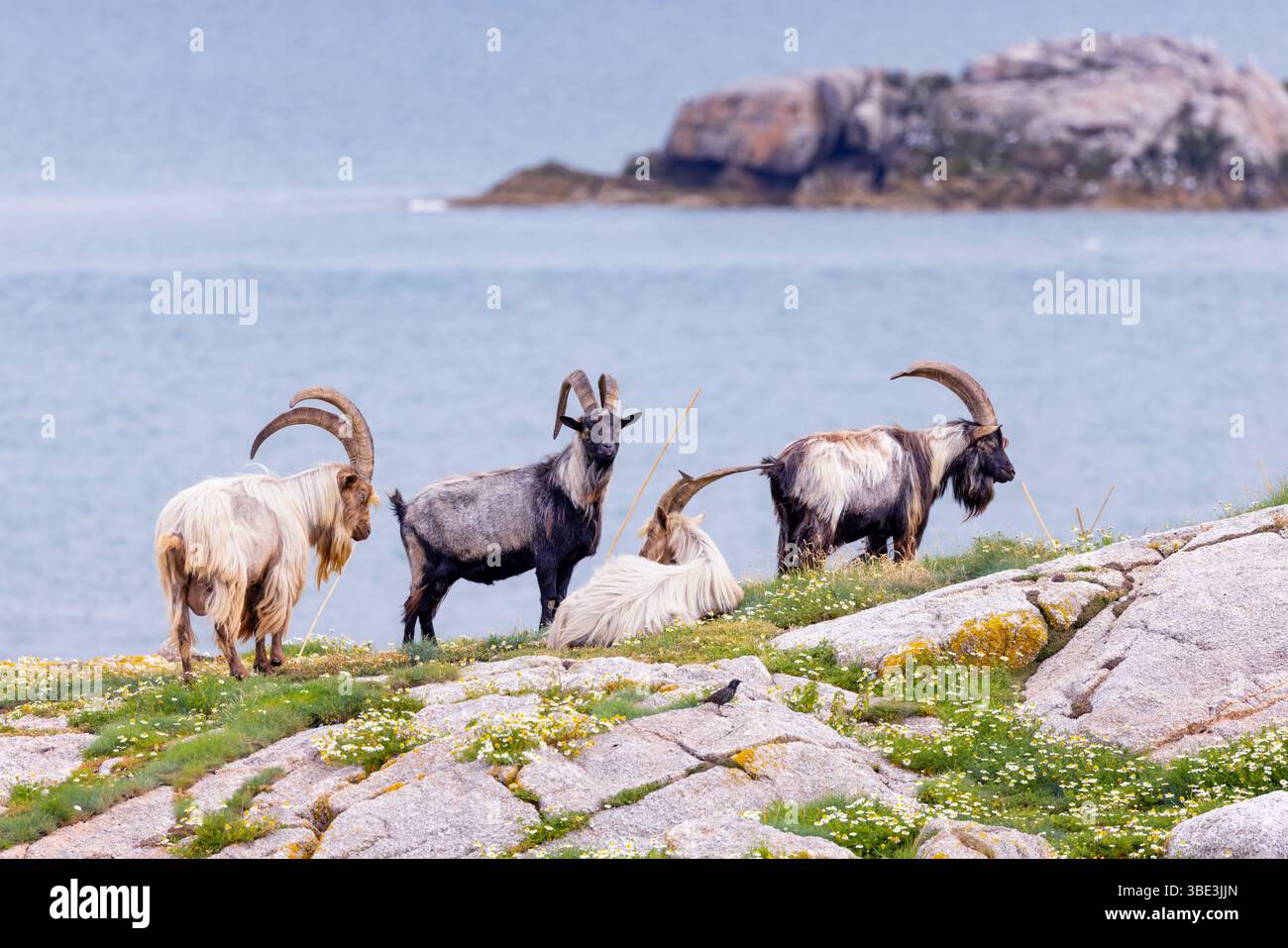 Wilde Ziegen auf Dalkey Island. Vier Tiere 'Capra aegagrus' mit großen langen Hörnern an der irischen Küste. Dublin, Irland Stockfoto