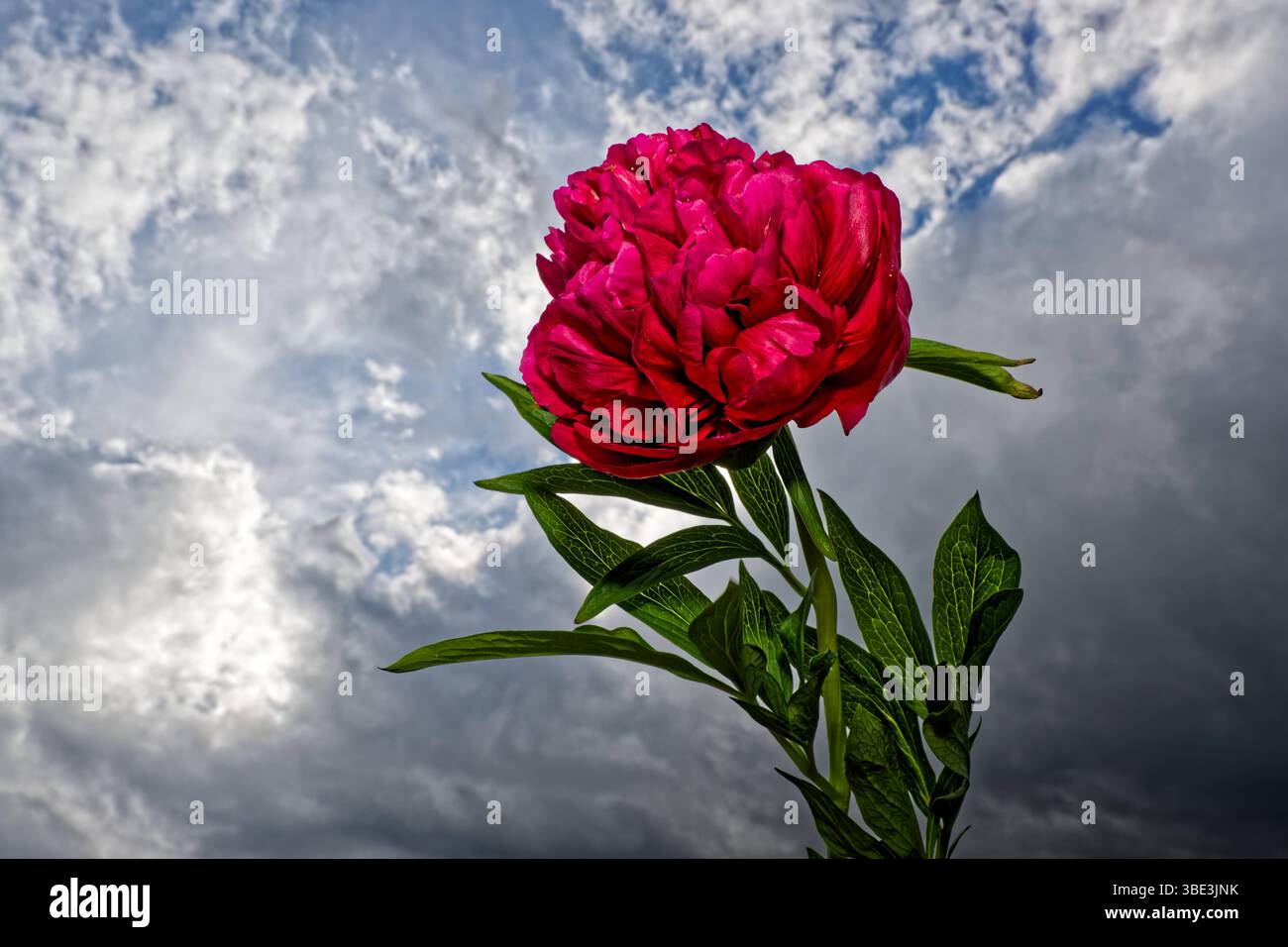 Grau oder blau , wie wird das Wetter über Pfingsten die Pfingstrose zwischen Sonnenschein und Regen am Himmel. Siegsdorf Chiemgau Bayern Deutschland *** Grau oder Blau, wie wird das Wetter über Pfingsten die Pfingstrose zwischen Sonne und Regen am Himmel Siegsdorf Chiemgau Bayern Deutschland Copyright: XRolfxPossx Stockfoto