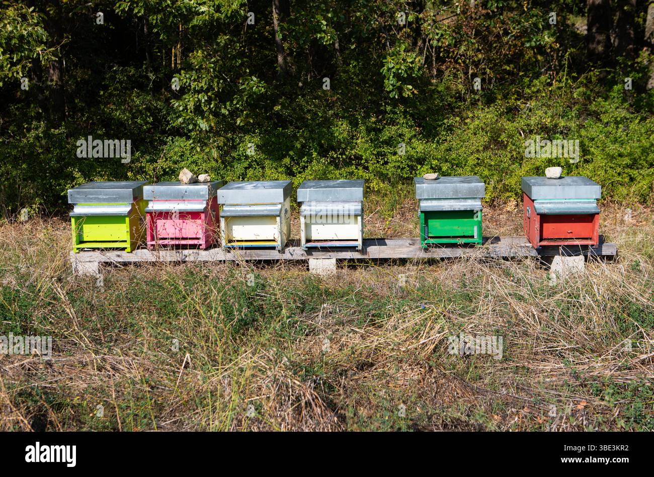 Bunte Bienenstöcke in einem sonnigen Bienenhaus nachhaltige Imkerei die süße Ernte der Natur Stockfoto