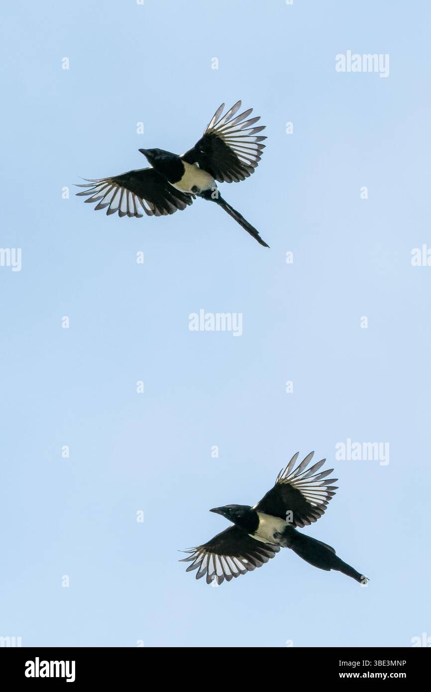 Zwei eurasische Elpen schweben anmutig durch einen klaren blauen Himmel mit ihrem markanten schwarz-weißen Gefieder, das vor der hellen Kulisse deutlich sichtbar ist Stockfoto