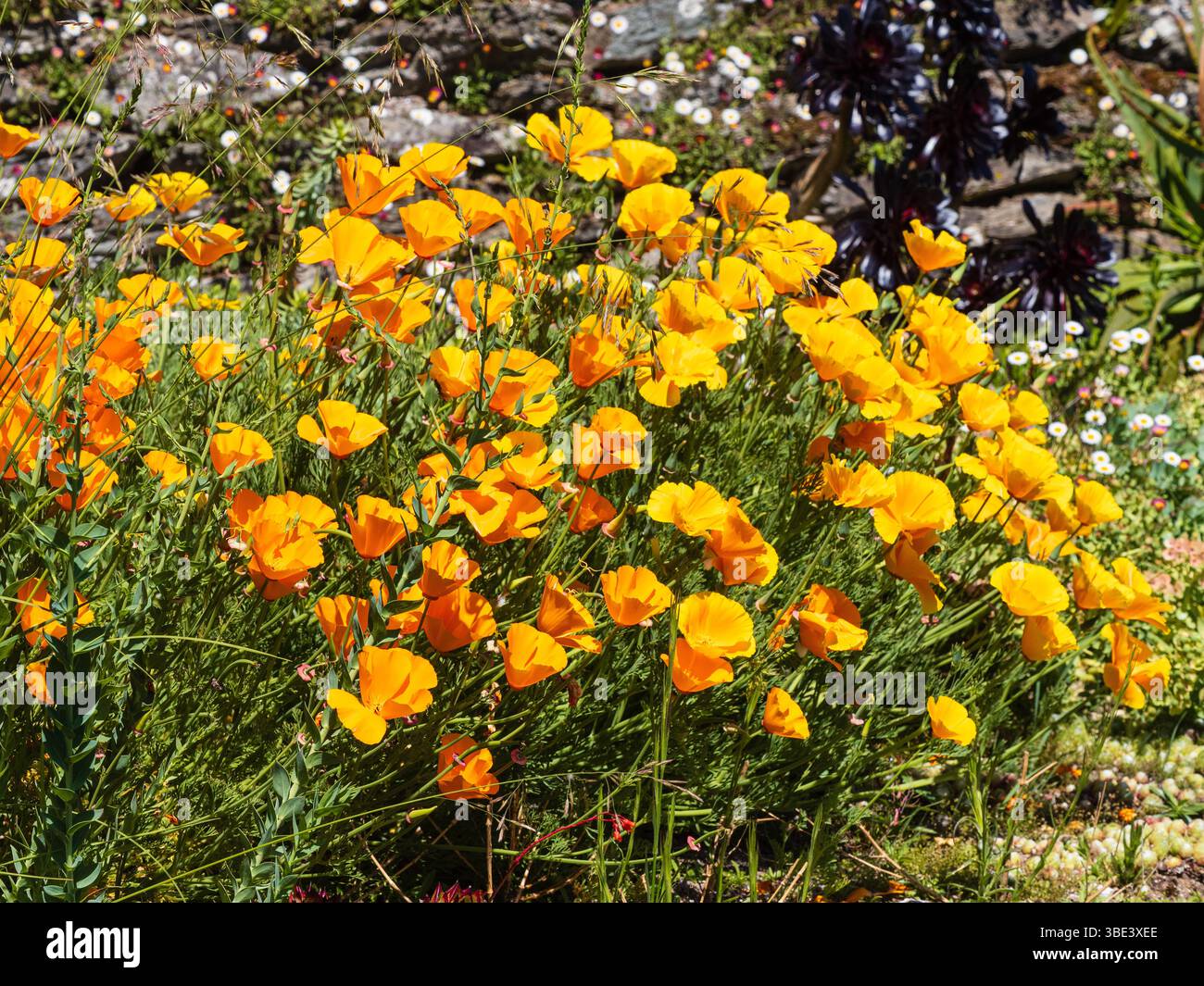 Orange Frühsommerblumen des harten jährlichen kalifornischen Mohns, Escholtzia californica Stockfoto
