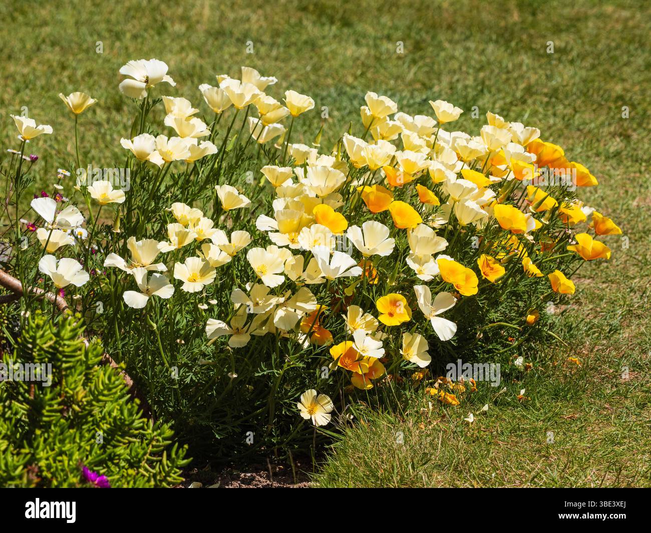 Creme und Orange Frühsommerblumen des harten jährlichen kalifornischen Mohns, Escholtzia californica Stockfoto