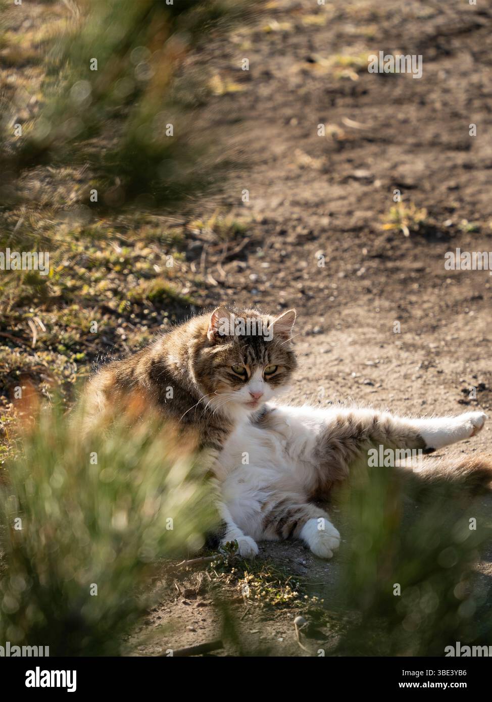 Eine Katze, die in der Sonne auf dem Garten ruht Stockfoto
