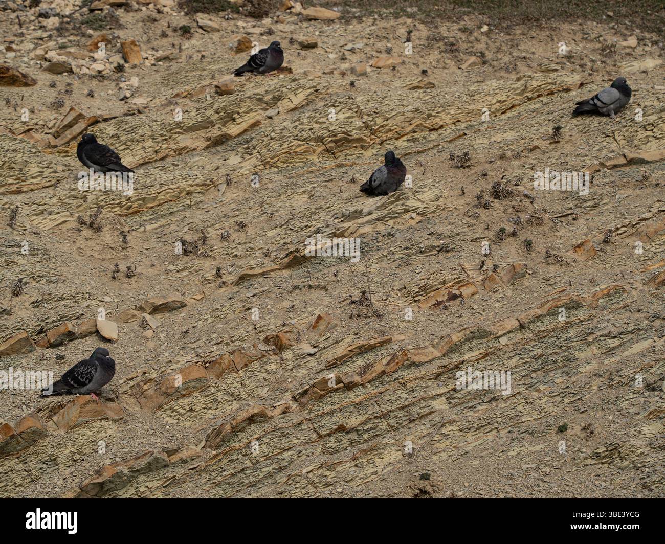 Five Rock Pigeon sitzt auf einem Stein, Wildvogel in der Natur. Stockfoto