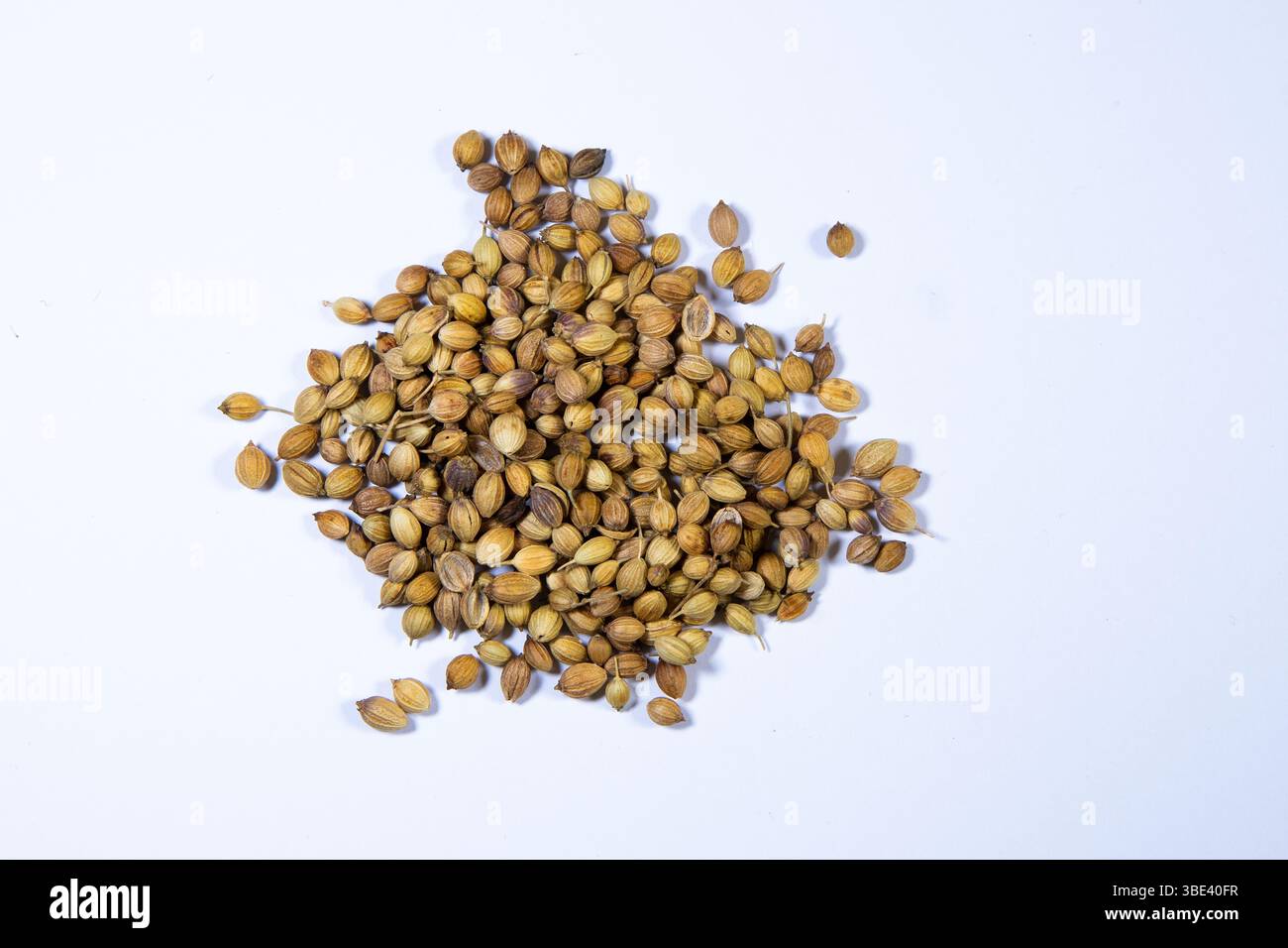 Ganze Koriandersamen auf weißem Hintergrund mit natürlicher Textur und Erdfarbe, perfekt für kulinarische oder würzige Zwecke. Stockfoto