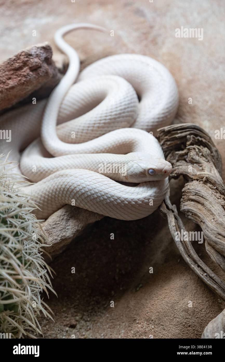 Eine Albino-Schlange, die elegant auf einer minimalistischen Terrarienlandschaft gewickelt ist. Leuzistische Schwarze Rattenschlange. Stockfoto