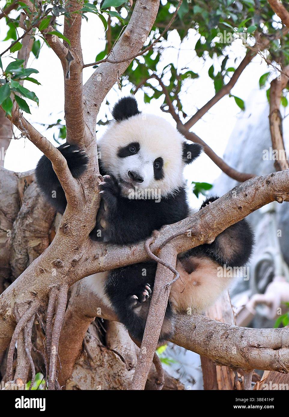 Hongkong, Chinas Hongkong. Mai 2025. Der männliche Riesenpandabub de de spielt am 27. Mai 2025 im Giant Panda Adventure Area des Ocean Park Hong Kong, südchinesisches Hongkong. Die ersten vor Ort geborenen Riesenpandabubs hießen Jia Jia und de de, wie der Ocean Park Hong Kong hier am Dienstag bekannt gab. Das Paar Riesenpandabuppen wurde im vergangenen August geboren und ihre Eltern sind Ying Ying und Le Le, die riesigen Pandas, die von der Zentralregierung der Sonderverwaltungsregion Hongkong (HKSAR) geschenkt wurden. Quelle: Chen Duo/Xinhua/Alamy Live News Stockfoto
