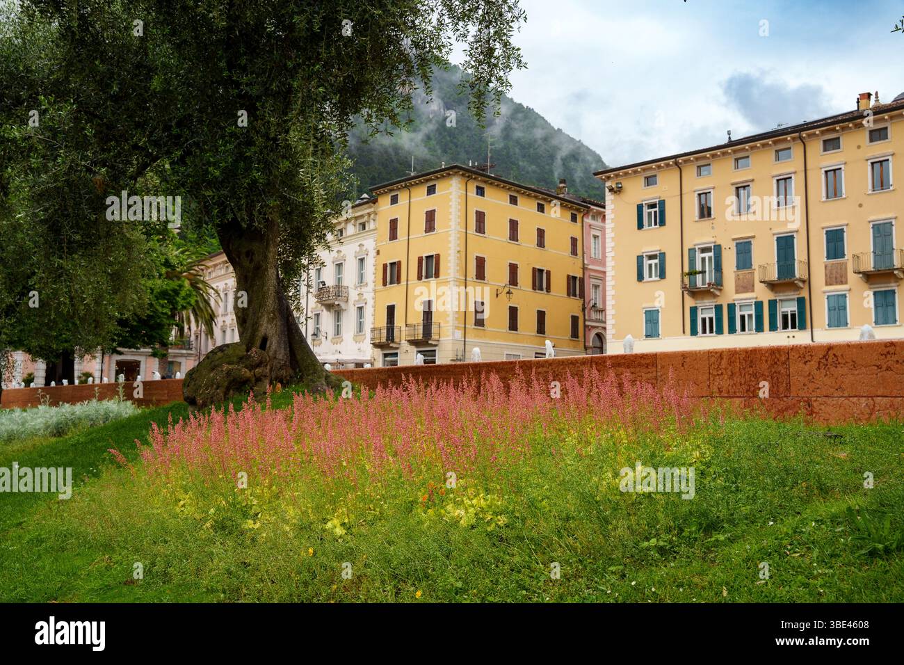 Szene mit Olivenbaum und blühender Heidekraut vor Einer Reihe von Häusern in Riva Del Garda, Gardasee in Italien. Stockfoto