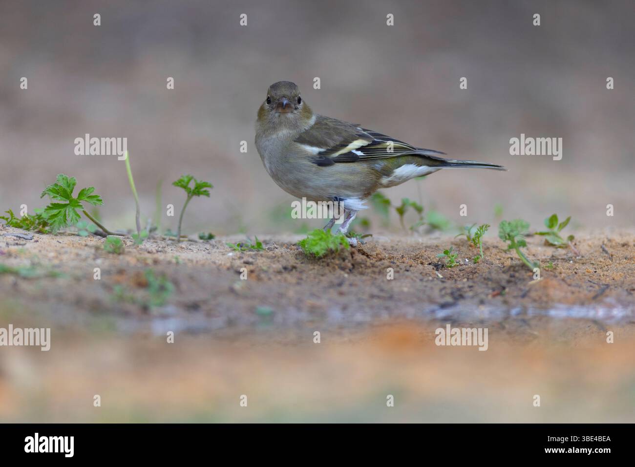 Weibliche Eurasische Buchinchen, gewöhnliche Buchinchen oder einfach der Buchinch (Fringilla coelebs شرشور العصافة المألوف) auf dem Boden Chaffinch sind nicht migr Stockfoto