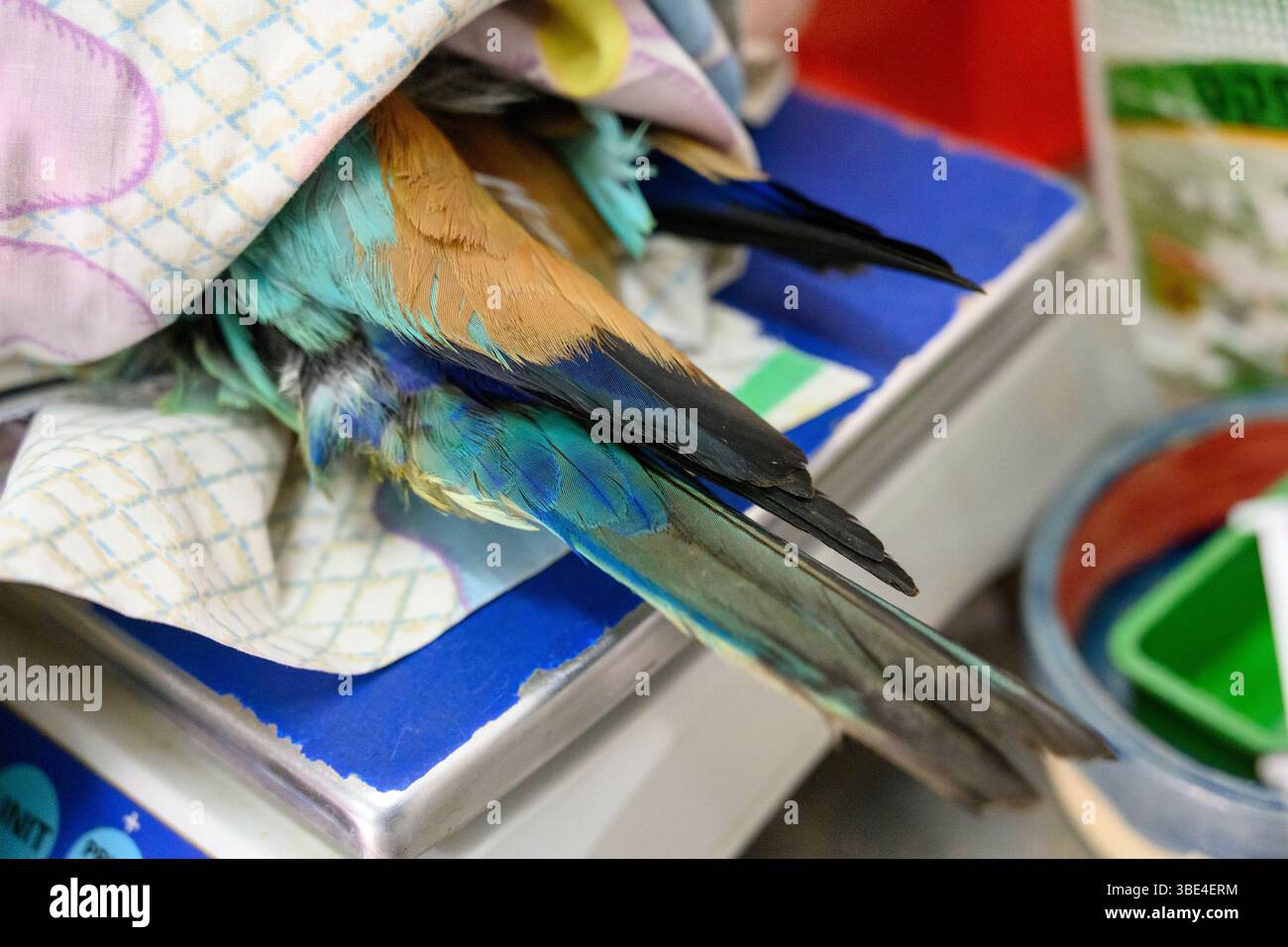 Mit einer stationären europäischen Rollerin (Coracias garrulus شقراق أوروبي) kann man die wunderschönen aquamarinen Schwanzfedern sehen, die man am fotografierten Schwanz sehen kann Stockfoto