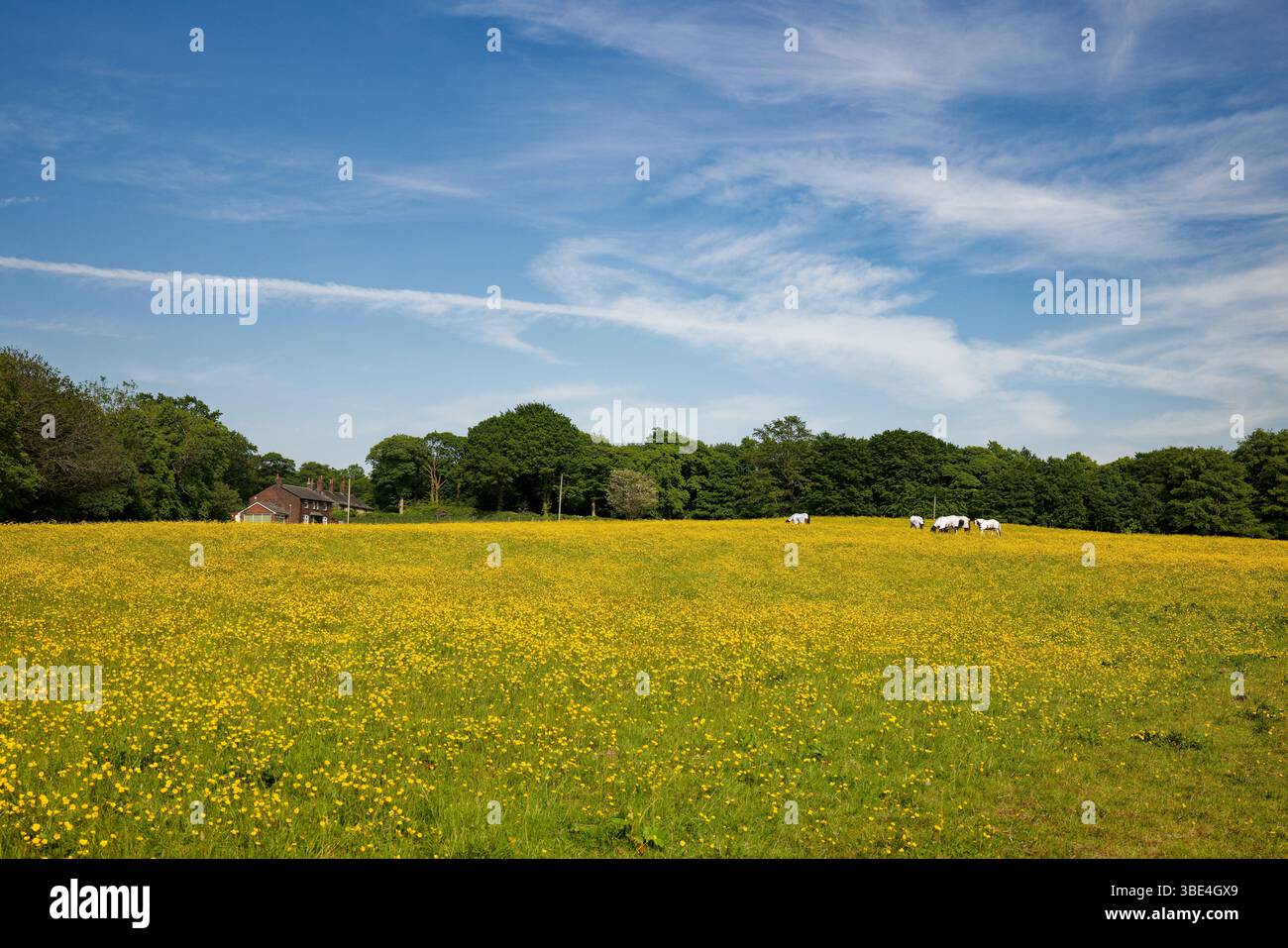 Pferde grasen auf einem Feld, das gelb ist mit blühender Wiese Buttercup mit einem Häuschen und Holz im Hintergrund. Stockfoto