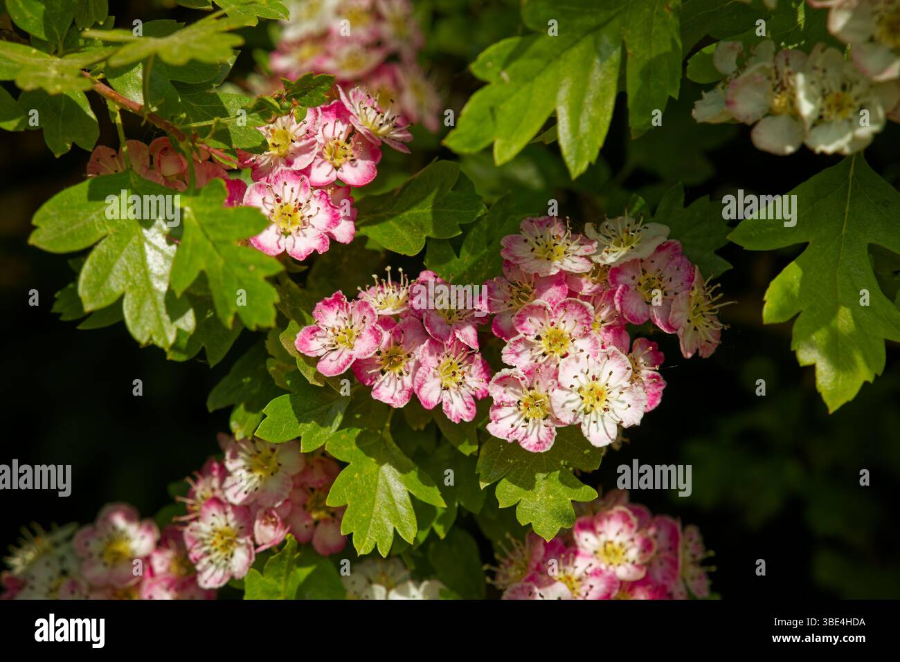 Attraktive weiße, rosa und rote Blüten von Weißdorn im Frühling. Stockfoto