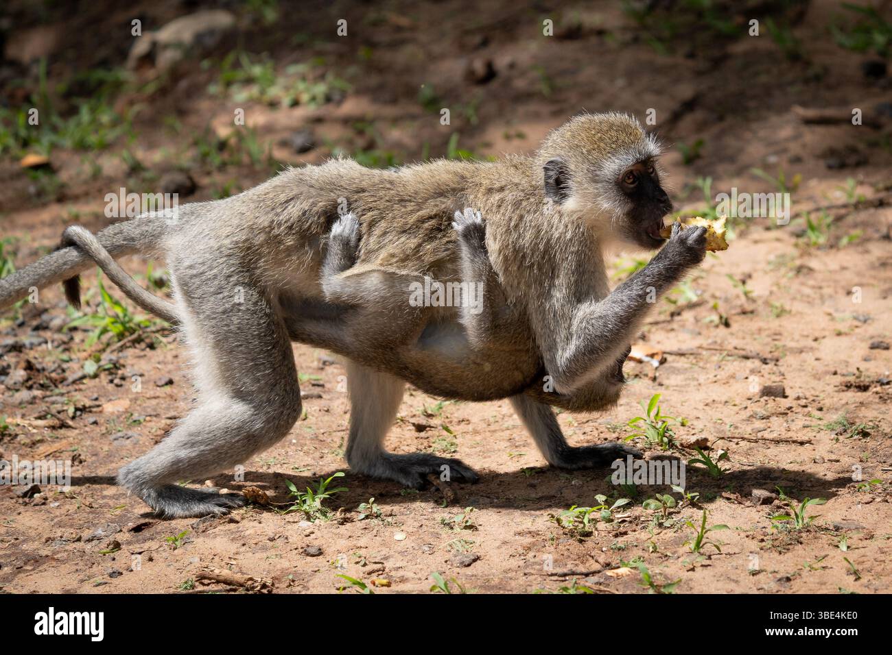 Die Mutter des Vetternaffen, die ihr Baby beim Essen in einem natürlichen Lebensraum trägt, das Elternverhalten der afrikanischen Tierwelt Stockfoto