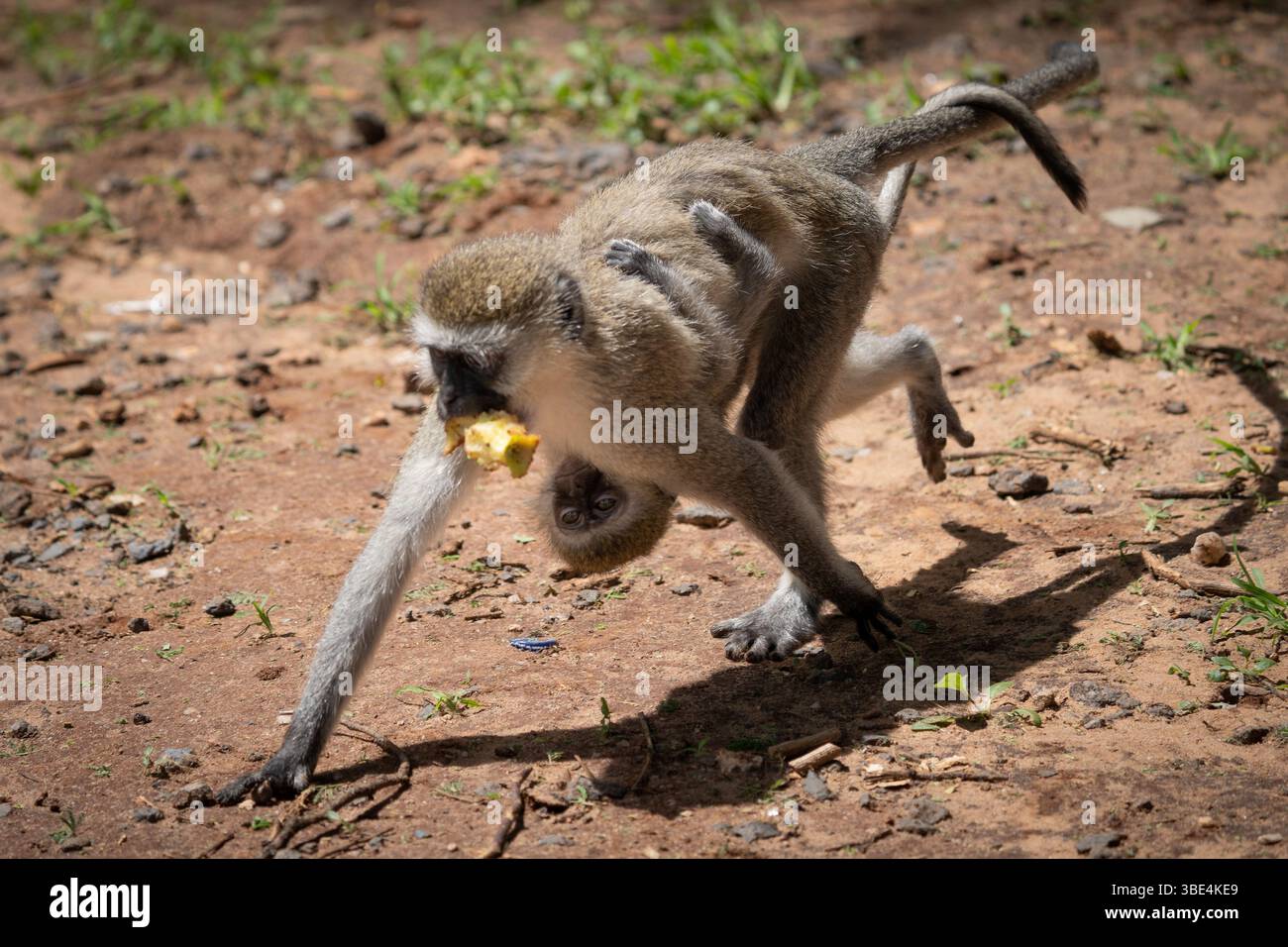 Die Mutter des Vetternaffen, die ihr Baby beim Essen in einem natürlichen Lebensraum trägt, das Elternverhalten der afrikanischen Tierwelt Stockfoto