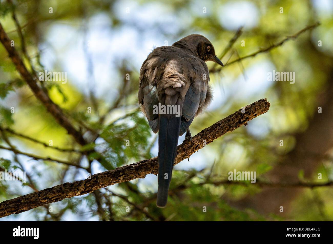 Wilder Starenvogel auf Baumzweigen in afrikanischem Naturraum Stockfoto
