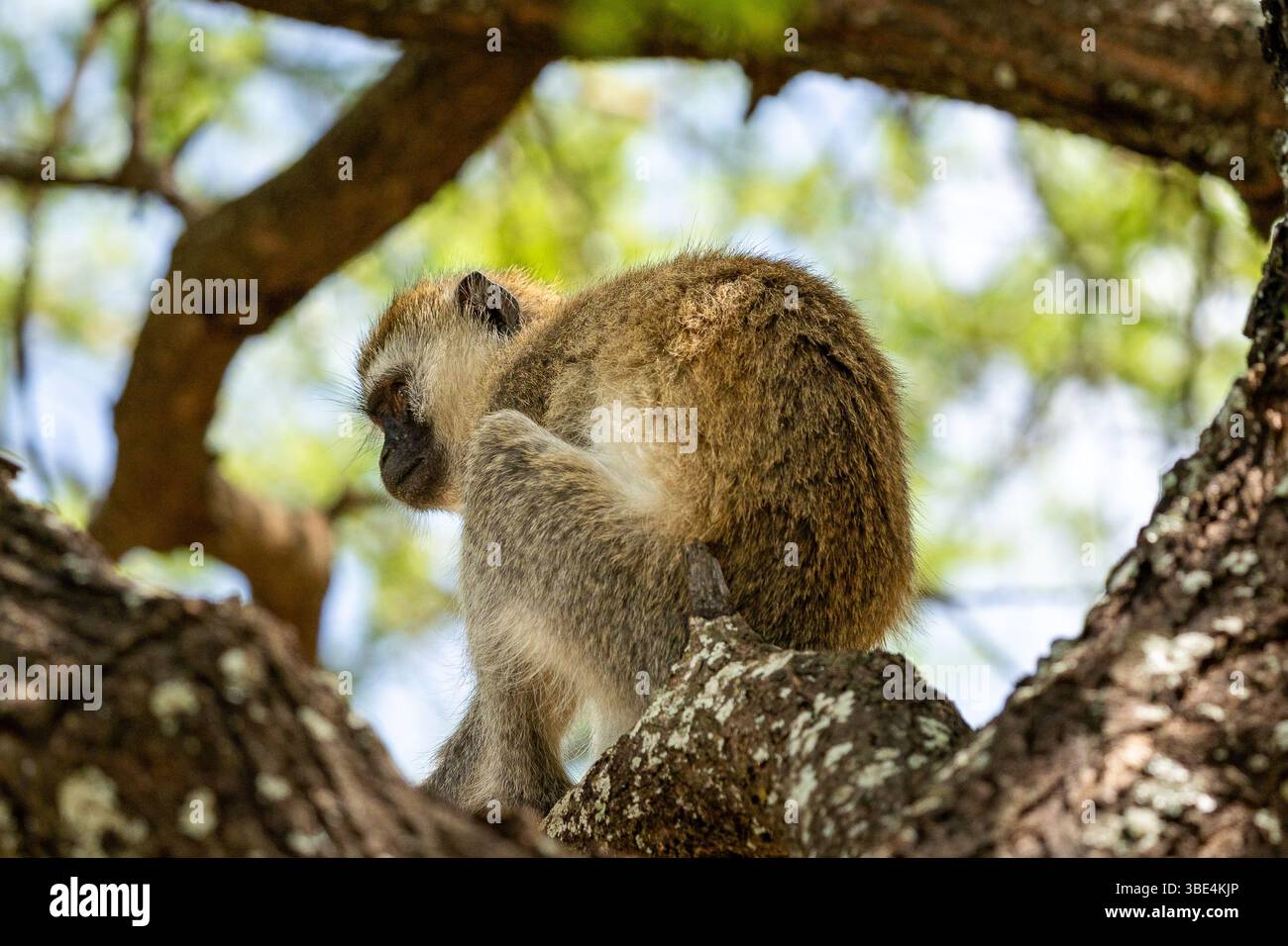 Affe, der auf einem Baumzweig in natürlicher Umgebung ruht Stockfoto