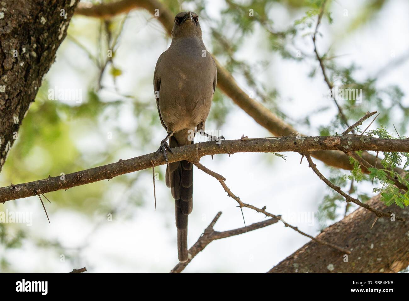 Der Starling sitzt auf einem Baumzweig und blickt in der afrikanischen Wildnis hinunter Stockfoto