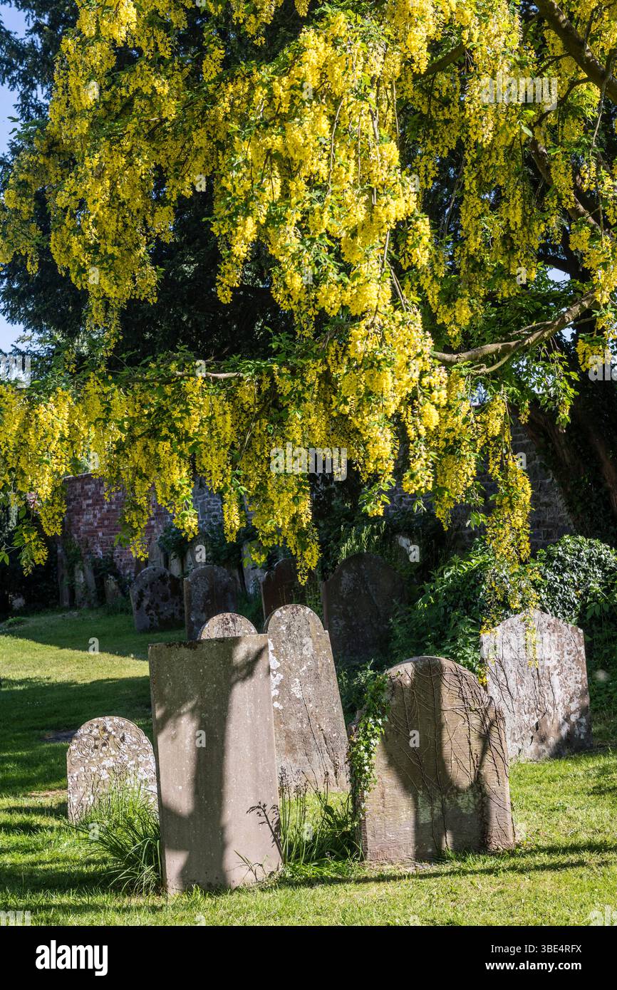 Ein Laburnum-Baum (Laburnum anagyroides, auch bekannt als goldene Kette) in voller Blüte im Frühsommer auf dem Friedhof von St. Andrew's, Presteigne, Powys Stockfoto