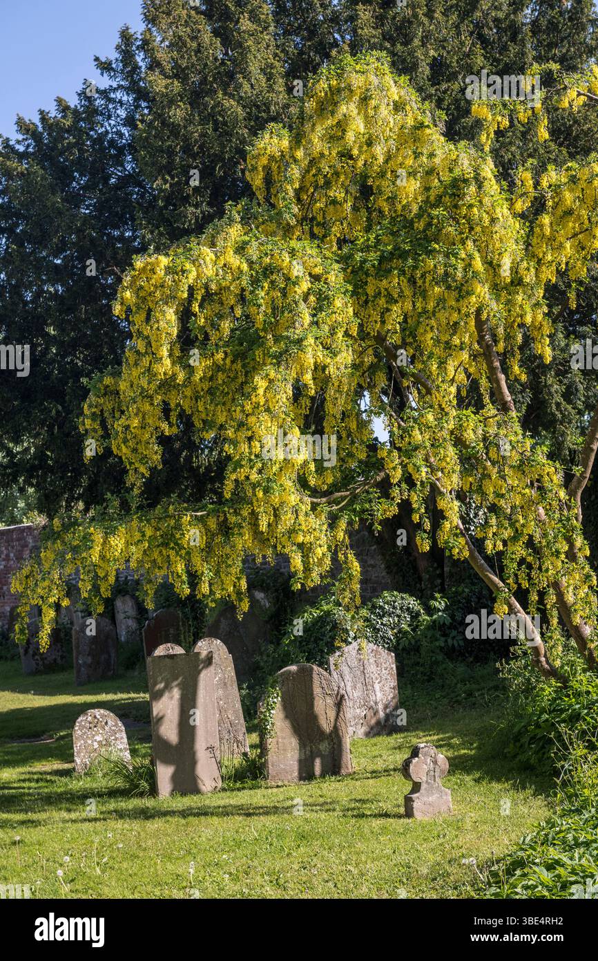 Ein Laburnum-Baum (Laburnum anagyroides, auch bekannt als goldene Kette) in voller Blüte im Frühsommer auf dem Friedhof von St. Andrew's, Presteigne, Powys Stockfoto