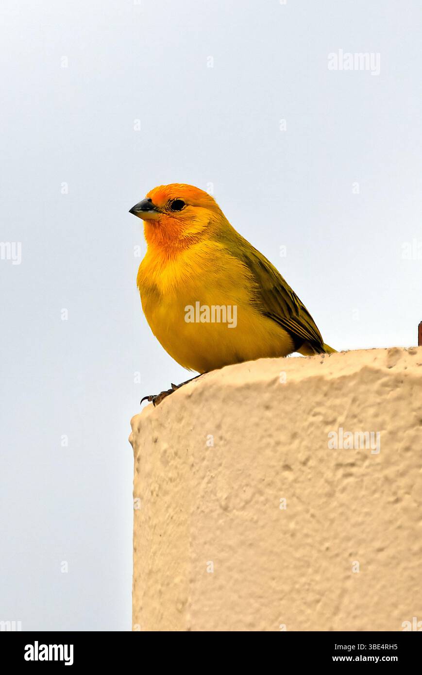 Eine männliche Safranfinke. Safranfiinch sind Arten, die in Hawaii eingeführt werden Stockfoto