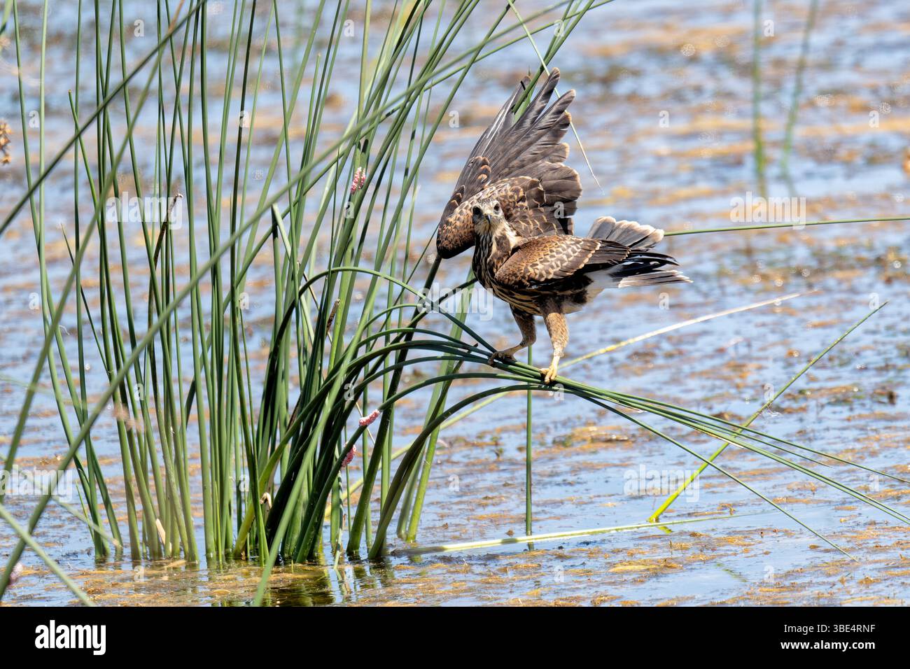 Der Schneckendrachen (Rostrhamus Sociabilis) brütet in Uruguay Stockfoto