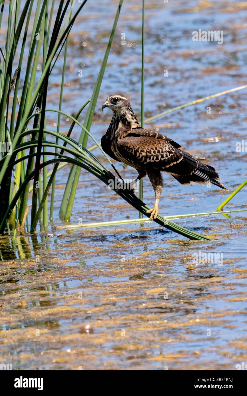 Der Schneckendrachen (Rostrhamus Sociabilis) brütet in Uruguay Stockfoto