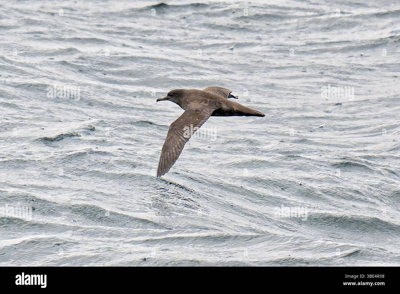 Ruß-Shearwater (Arednna grisea) in den chilenischen Fjorden Stockfoto