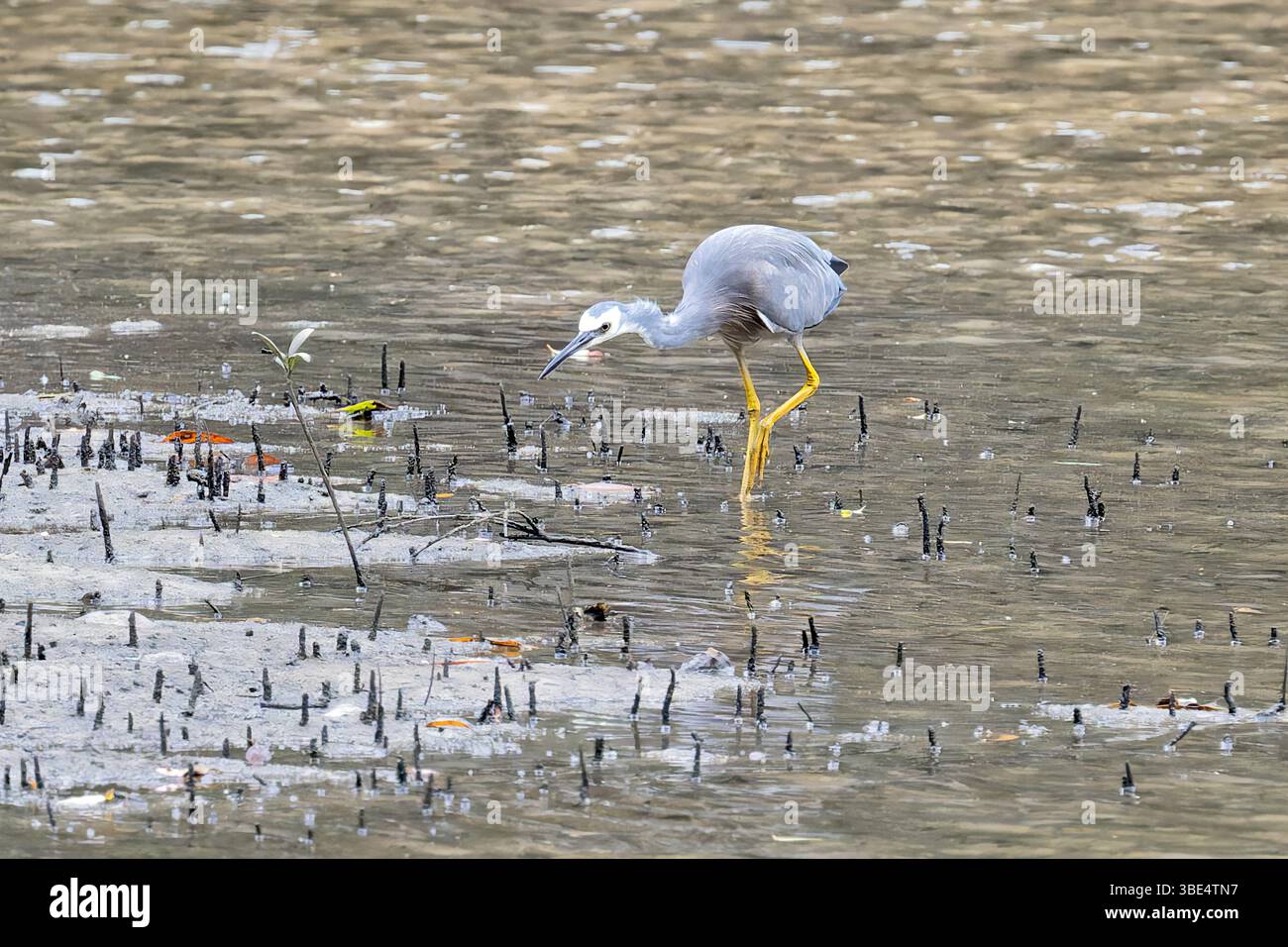 Egretta novaehollandiae (Egretta novaehollandiae) im australischen Ku-Ring-Gai-Nationalpark Stockfoto