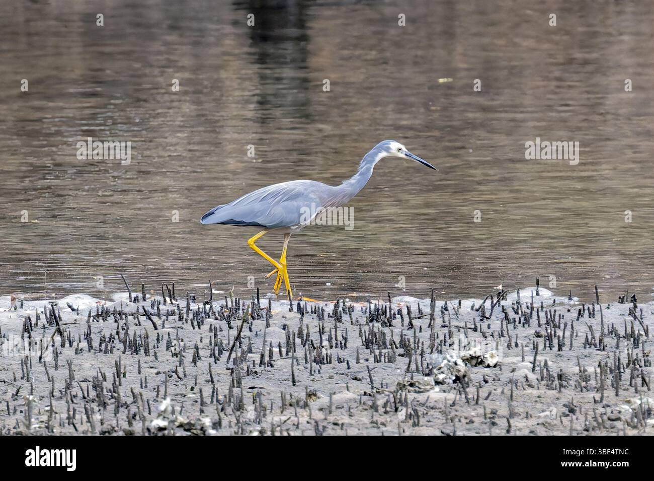 Egretta novaehollandiae (Egretta novaehollandiae) im australischen Ku-Ring-Gai-Nationalpark Stockfoto