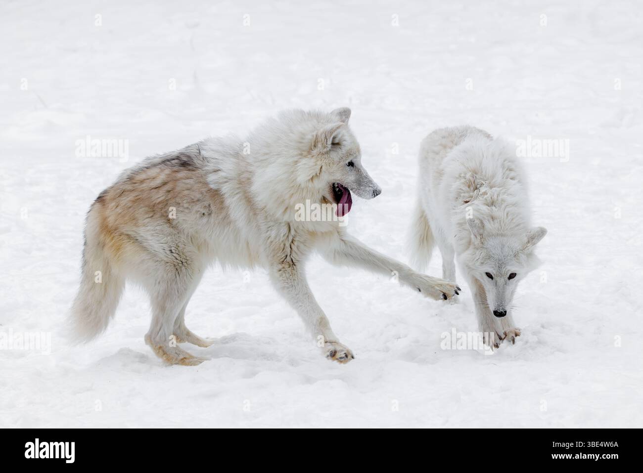 Der arktische Wolf, auch bekannt als weißer Wolf, Polarwolf und arktischer Grauwolf, ist eine Unterart des Grauwolfs, der in der hocharktischen Tundra beheimatet ist. Stockfoto