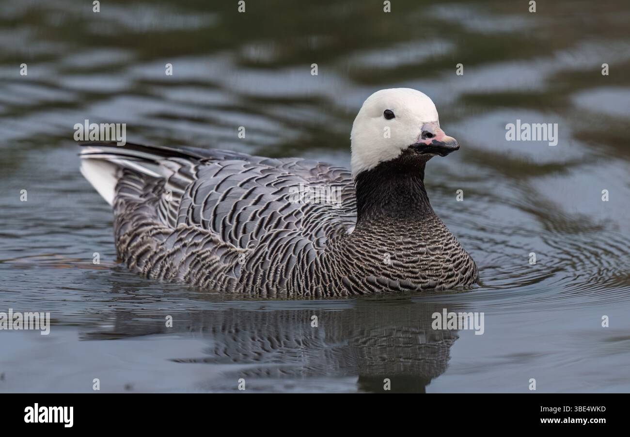 Kaiser-Gans Stockfoto