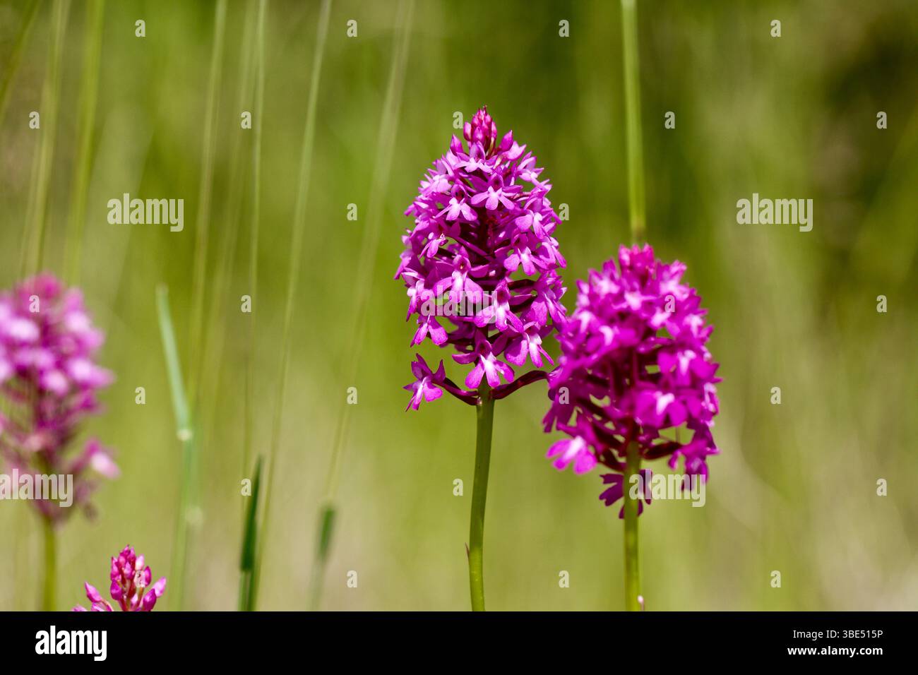 Die atemberaubenden Blüten der Pyramidenorchidee - Anacamptis pyramidalis, eine Spezialität der Grünlandart, ist eine der häufigsten wilden Orchideen Stockfoto