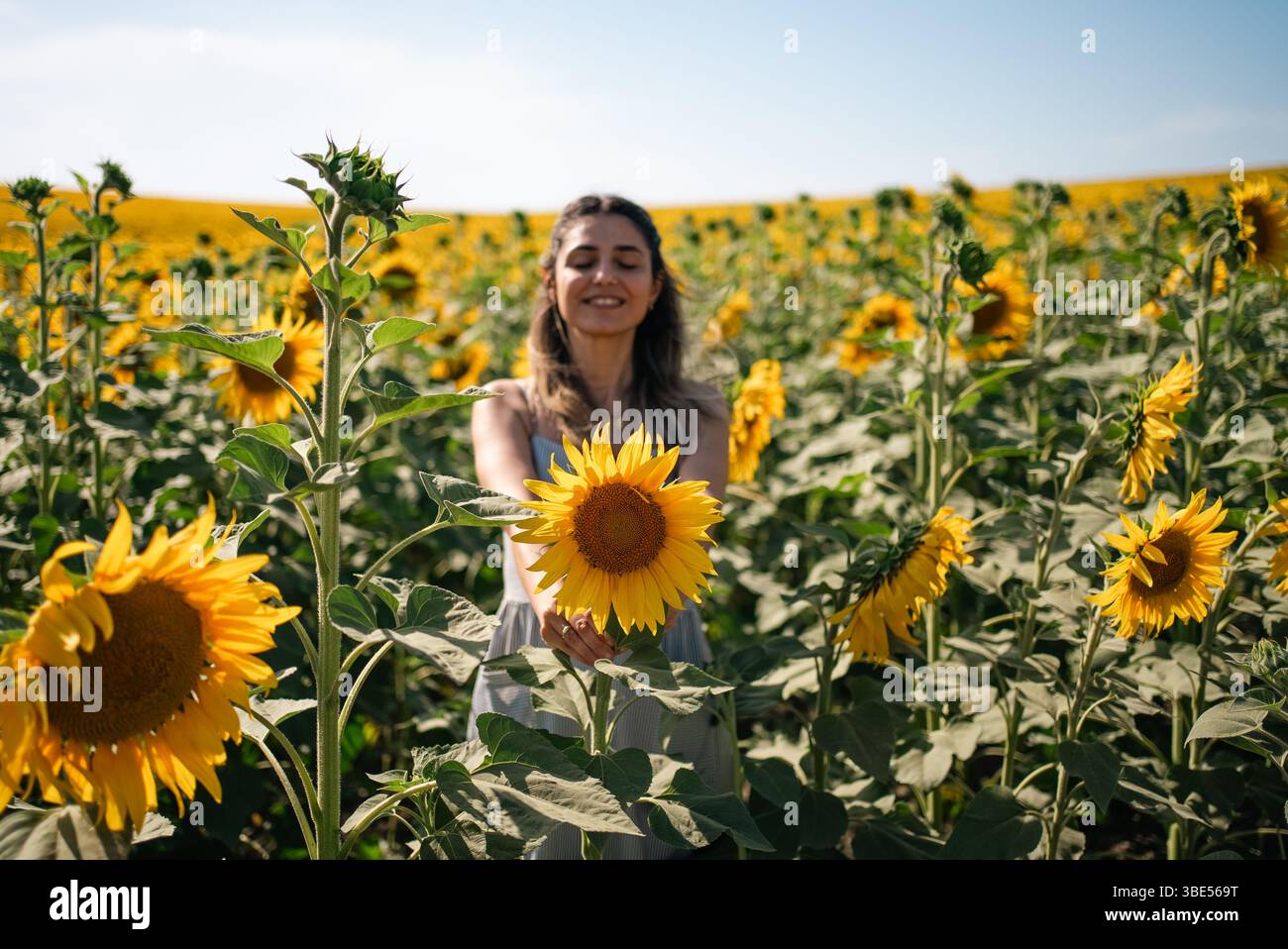 Eine junge Frau, die eine Sonnenblume auf dem Sonnenblumenfeld mit blauem Himmel hält. Hochwertige Fotos Stockfoto
