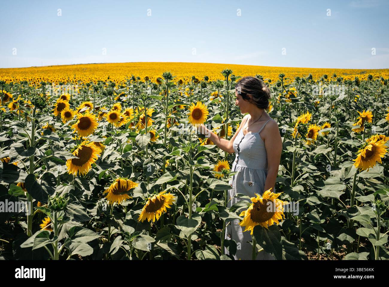 Eine junge Frau, die eine Sonnenblume auf dem Sonnenblumenfeld mit blauem Himmel hält. Hochwertige Fotos Stockfoto