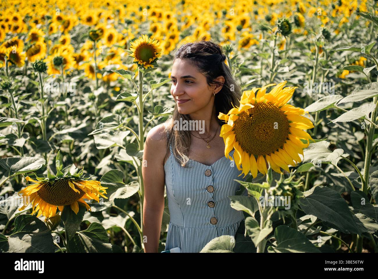Eine junge Frau, die eine Sonnenblume auf dem Sonnenblumenfeld mit blauem Himmel hält. Hochwertige Fotos Stockfoto
