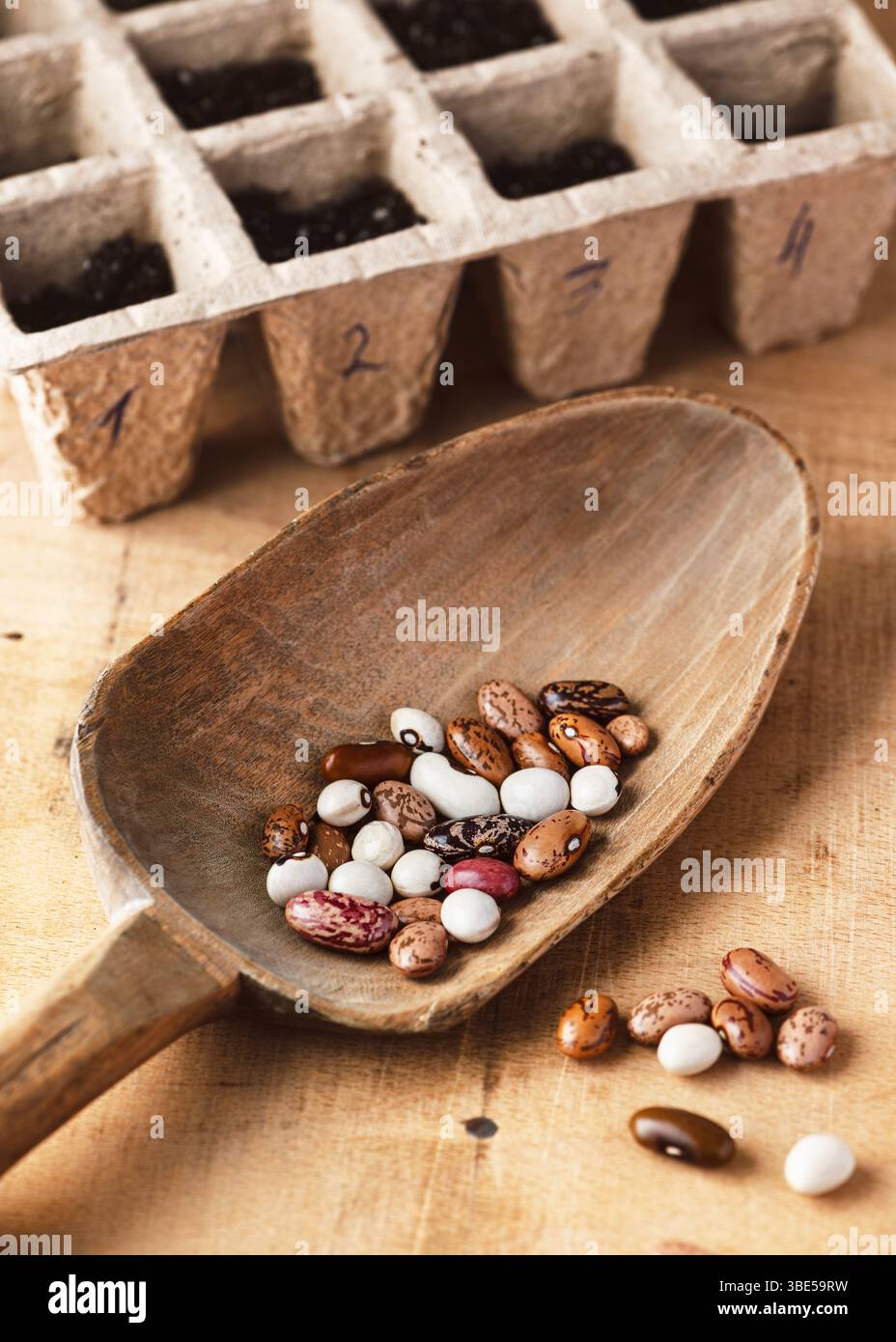 Wunderschöne rohe Bio-Samen verschiedener Arten getrockneter Bohnen (Phaseolus vulgaris) in einer Holzlöffel zum Bemalen. Ernte oder Wachstum einer Pflanze Stockfoto
