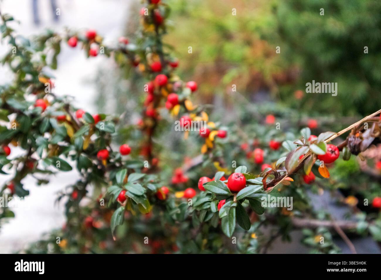 Ein Busch mit grünen, glänzenden Blättern und vielen hellroten Beeren, die entlang der Äste verstreut sind, mit verschwommenen Grün- und Brauntönen im Hintergrund Stockfoto