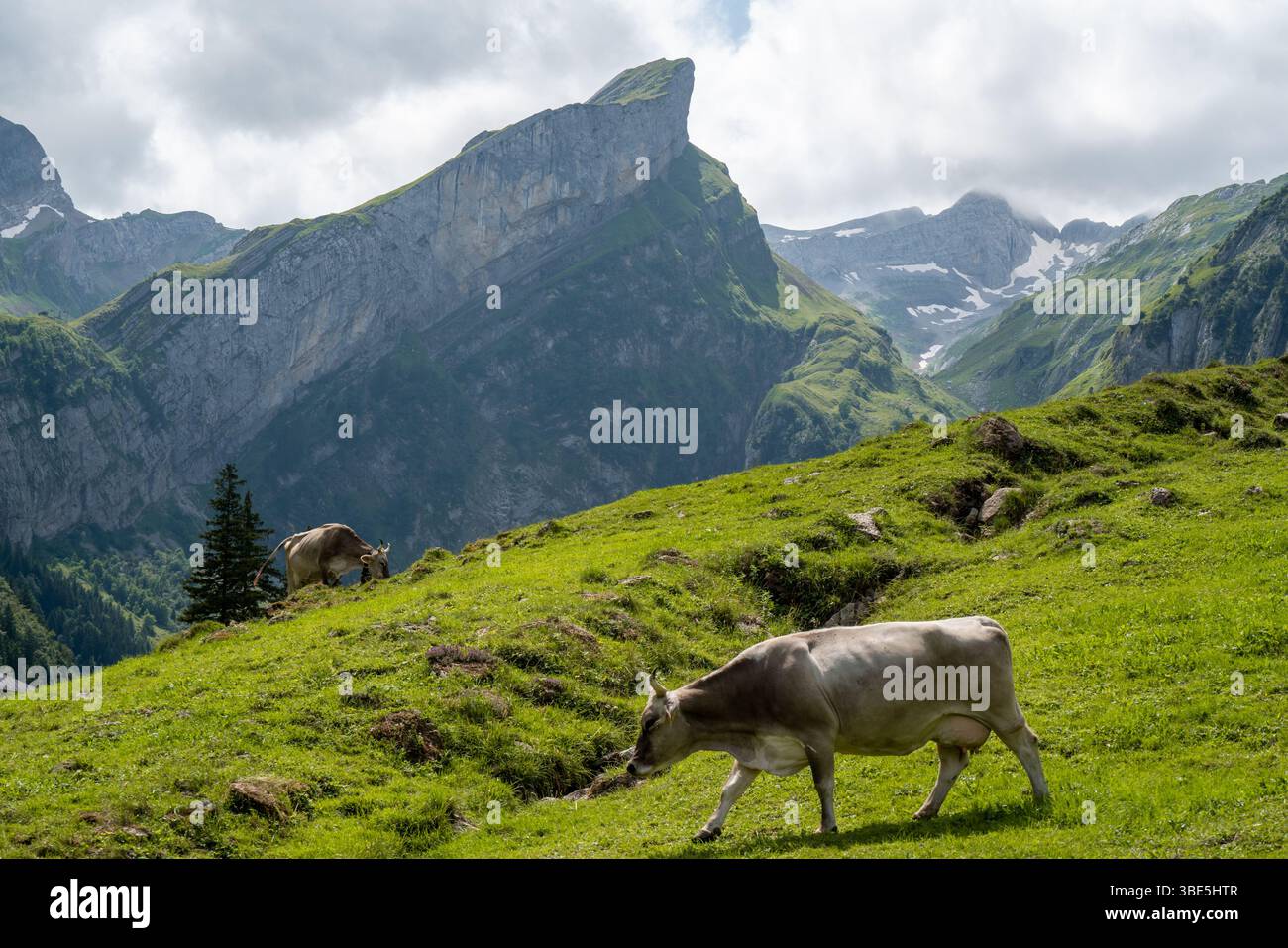 Eine malerische Szene am Seealpsee in der Schweiz zeigt Kühe, die friedlich auf saftig grünen Wiesen vor dem Hintergrund der majestätischen bergwelt weiden Stockfoto