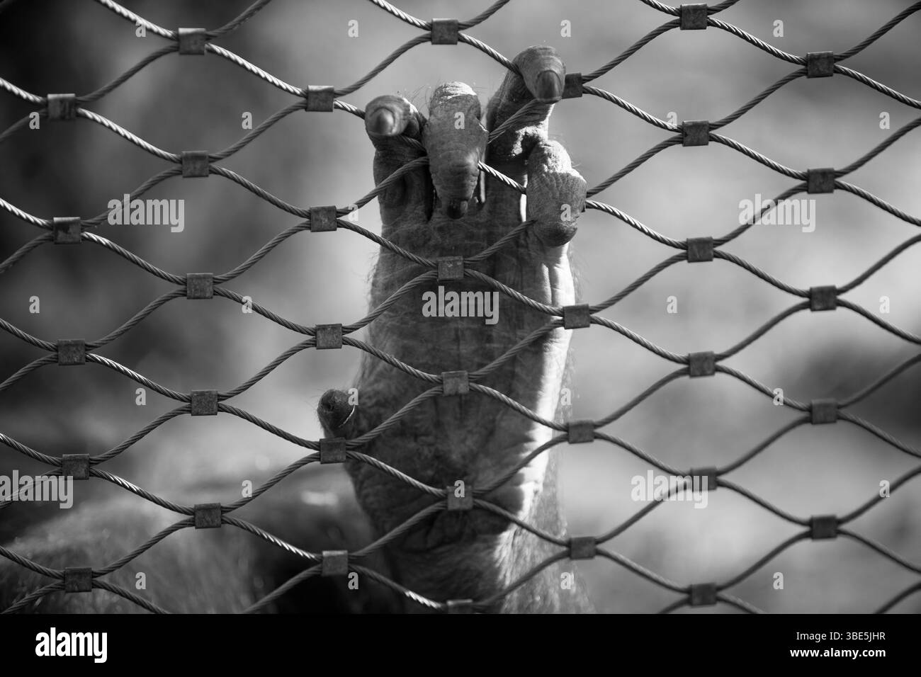 Eine auffällige Schwarz-weiß-Nahaufnahme der Hand eines Primaten, die einen Metalldrahtzaun umklammert, symbolisiert die Einsamkeit und die emotionale Wirkung von Tierleben Stockfoto