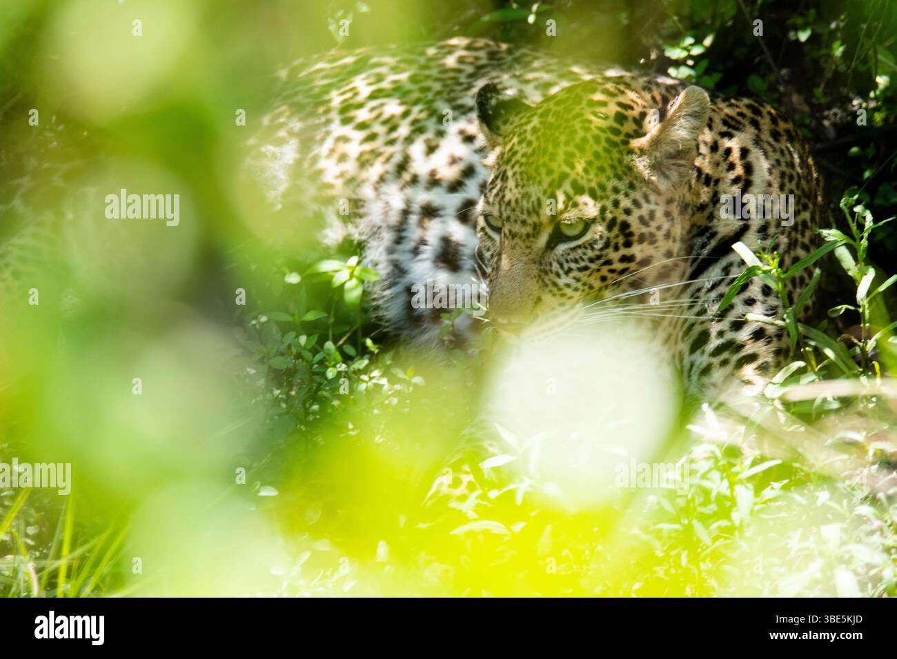Ein Leopard ruht inmitten üppiger Blätter in Kenia. Sein geflecktes Fell verschmilzt nahtlos mit dem flauschigen Sonnenlicht, das durch die Bäume filtert, und erzeugt ein s Stockfoto