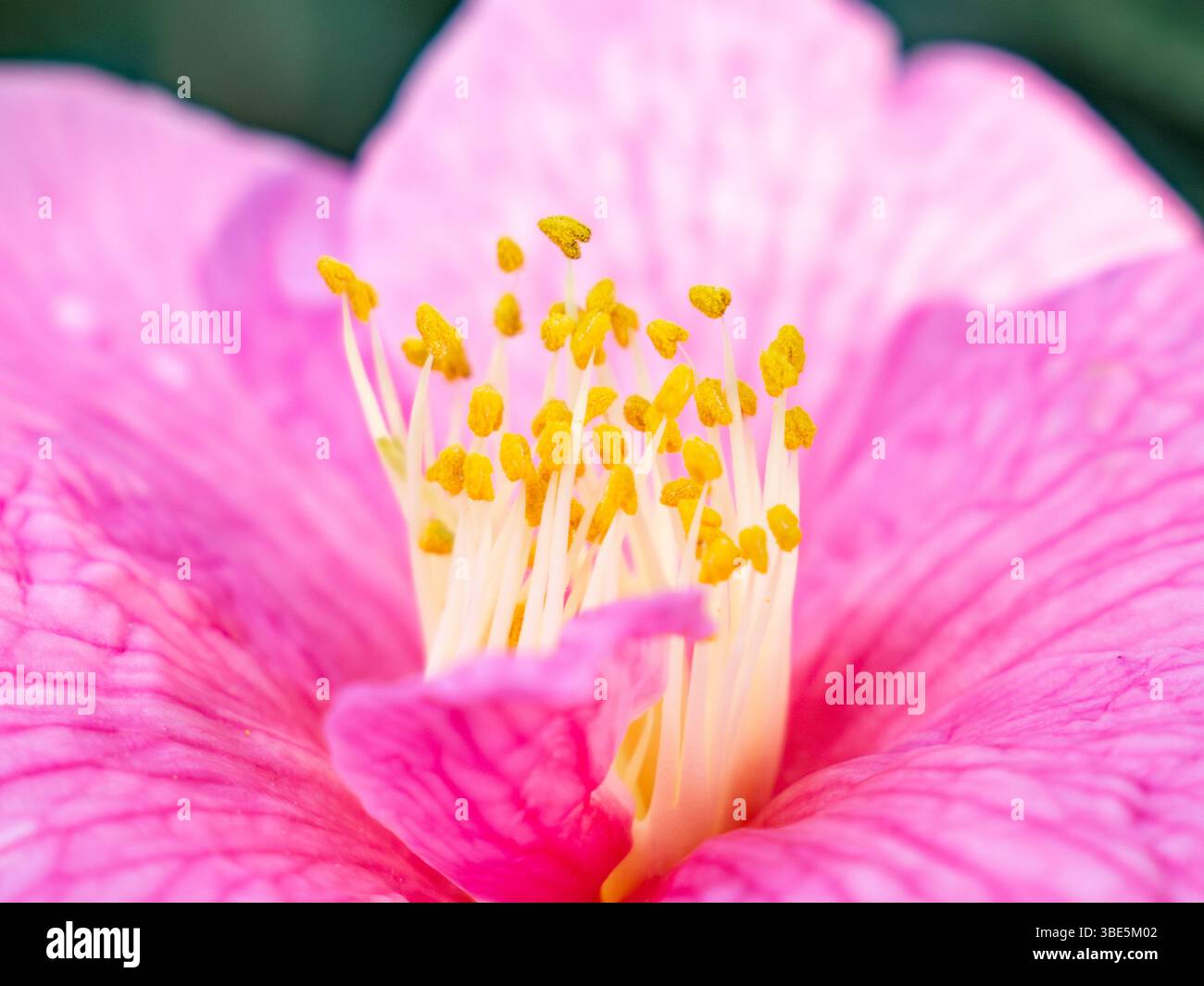 Eine atemberaubende Nahaufnahme einer lebendigen rosa Hibiskusblüte mit ihren zarten Blütenblättern und auffälligen gelben Staubblättern, die das Wesen des natürlichen B einfangen Stockfoto