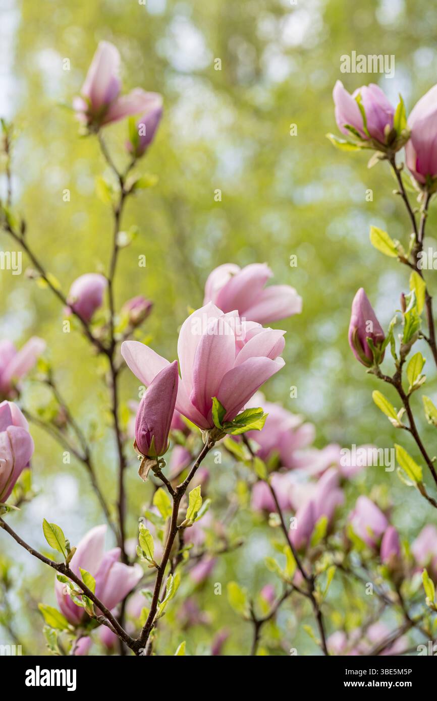 Eine wunderschöne Nahaufnahme von Magnolienblüten in voller Blüte vor einem leuchtend grünen Hintergrund, die das Wesen des Frühlings mit zarten rosa Blüten und f einfangen Stockfoto