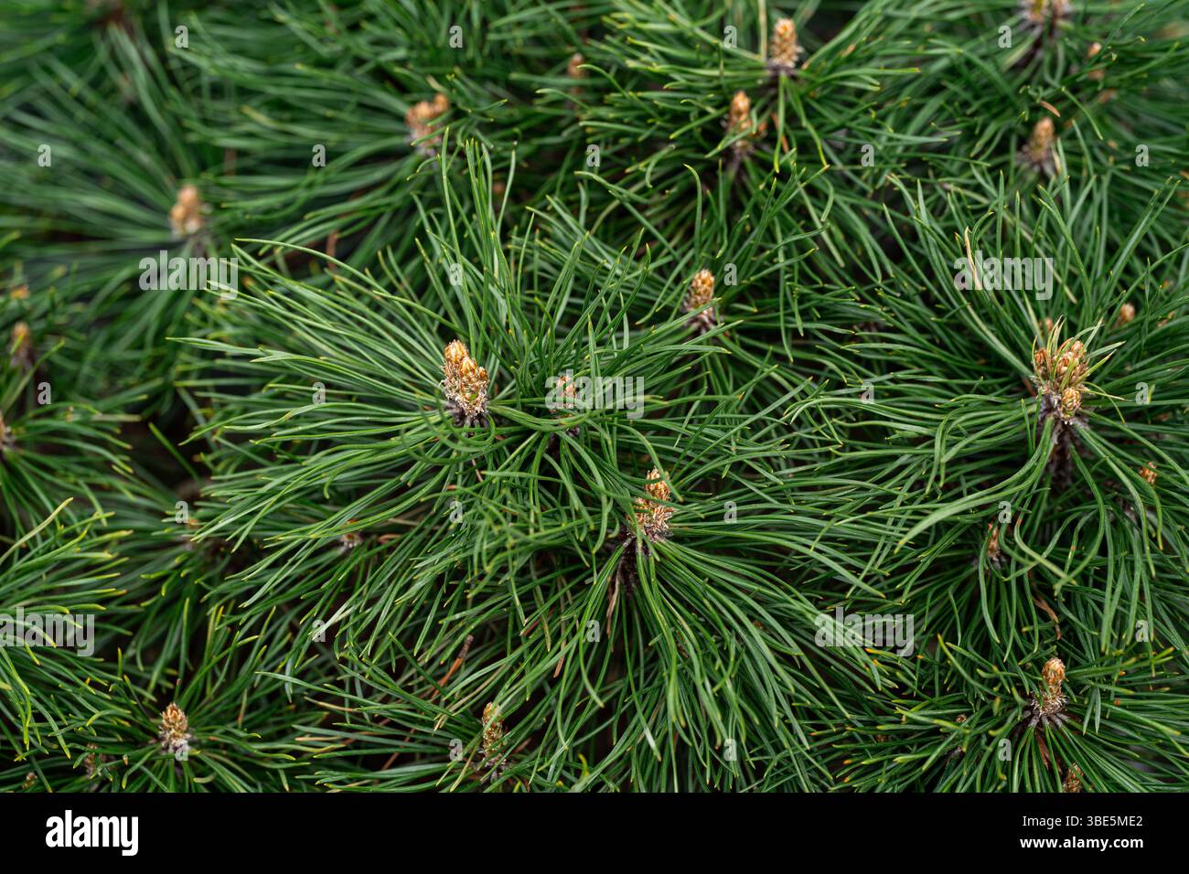Eine detaillierte Nahaufnahme von leuchtenden grünen Tannenzweigen mit dicht gepackten Nadeln und auftauchenden Knospen, die die natürliche Schönheit und den komplizierten Tex zeigen Stockfoto