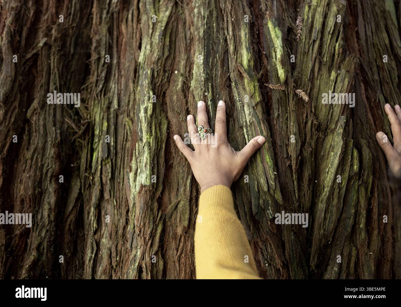 Eine Hand mit einem grünen Ring liegt auf der strukturierten Rinde eines großen Baumes in der Great Ocean Road, Australien. Die Geste weist auf eine tiefe Verbindung mit n hin Stockfoto
