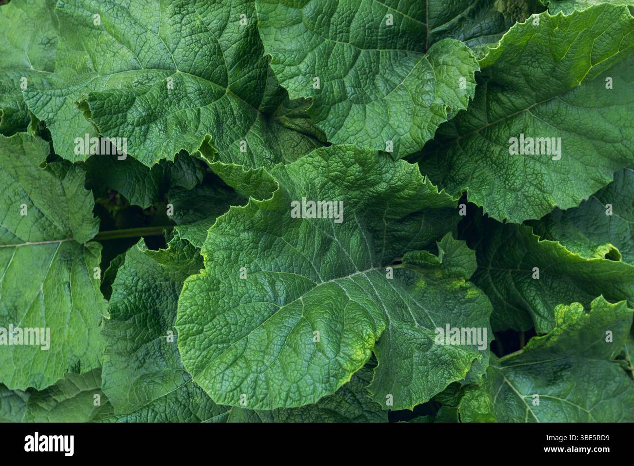 Detaillierte Nahaufnahme größerer Klettenblätter mit leuchtend grüner Textur und natürlichen Venenmustern. Perfekt für Botanik und Naturfotos Stockfoto