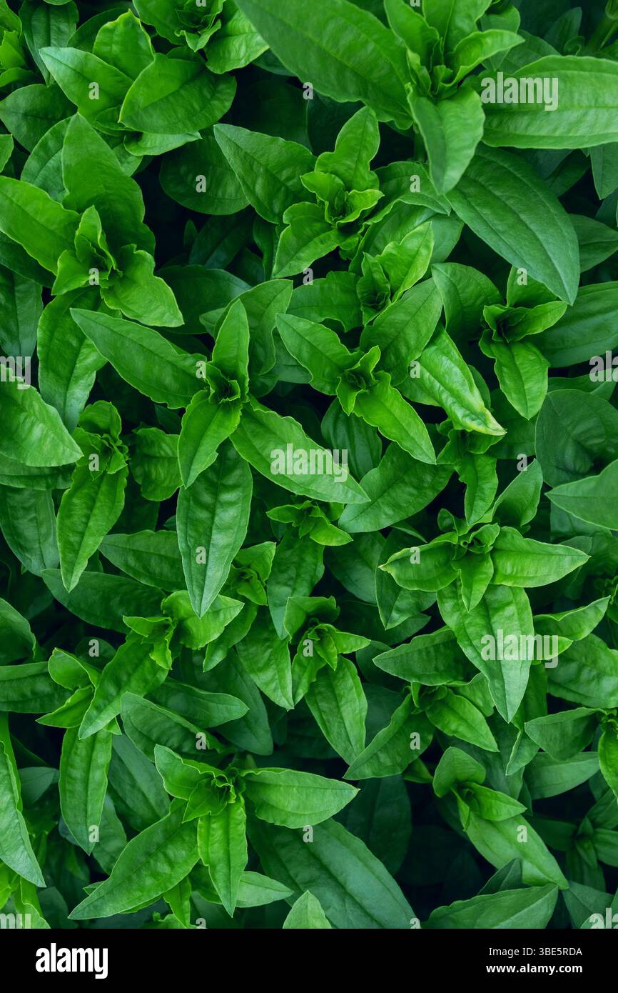 Lebendige und frische Wildblätter bedecken den Rahmen dicht und zeigen eine Textur aus leuchtend grünem Laub, die perfekt für Naturmotive geeignet ist. Stockfoto