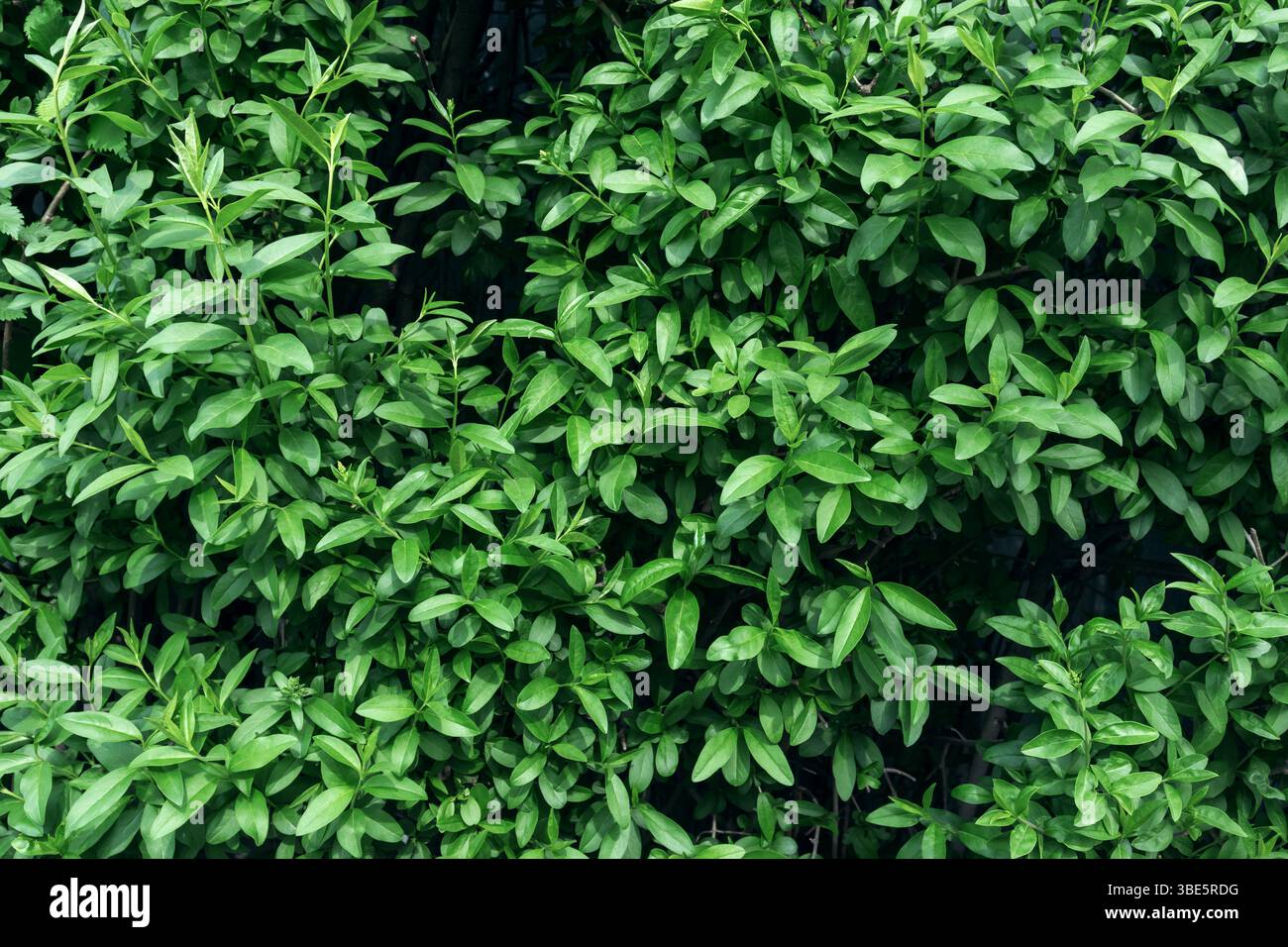 Ein voller Rahmen aus üppig grünen wilden Laubblättern, die ein kompliziertes und lebendiges natürliches Muster präsentieren. Stockfoto