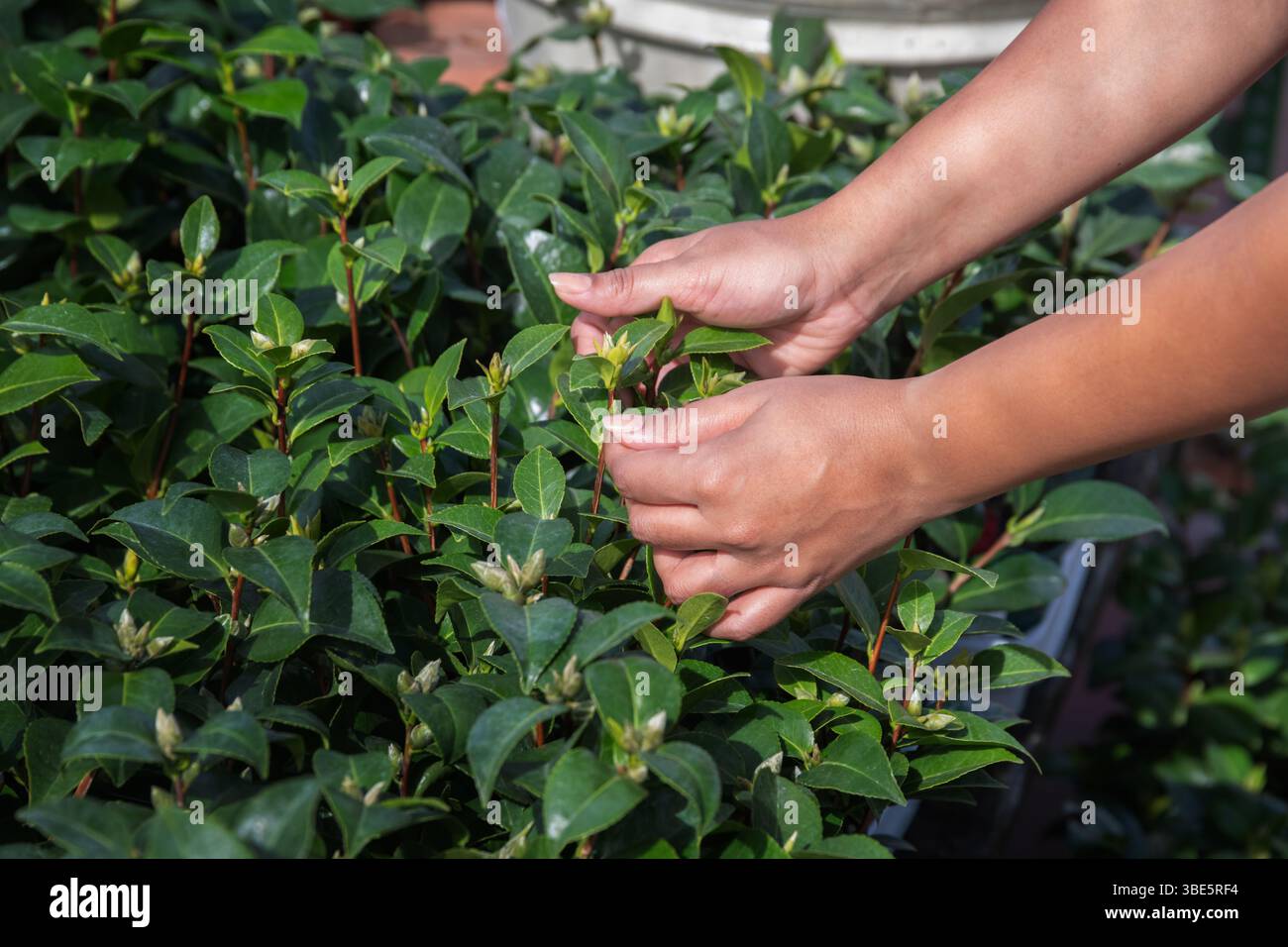 Zugeschnittene Ansicht einer nicht erkennbaren Frau, die sorgfältig Pflanzen in einem Gartenzentrum wählt. Das Bild konzentriert sich auf ihre Hände, die üppiges grünes Laub untersuchen. Stockfoto